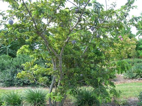 Annona squamosa (Sugar Apple Tree) - Richard Lyons Nursery, Inc.