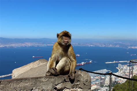 Barbarské opice na vrcholu Gibraltaru Stock Fotka zdarma - Public Domain Pictures