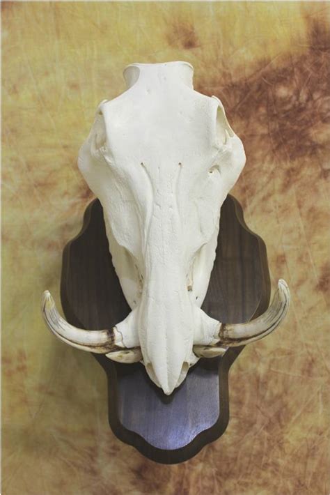 hog skull » Otten Brothers Taxidermy