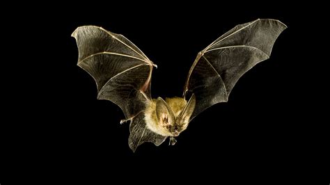 Northern California Bats - Fort Bragg Library