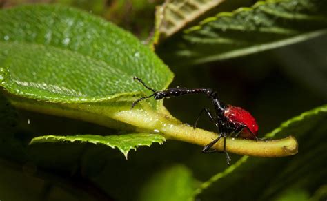 Stories from the Field: Giraffe-necked Weevils of Madagascar