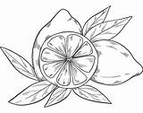Lemons coloring Page  Free Printable Coloring Pages sketch template