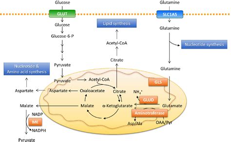 Figure 1 from Targeting Glutamine Metabolism for Cancer Treatment ...