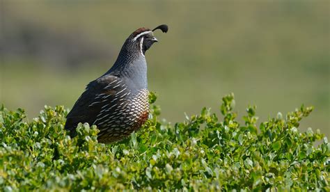 How Much Do Quail Cost? - Farmhouse Guide