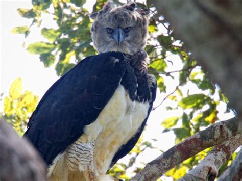 Foto: Elang Harpy, Satwa dengan Ukuran Manusia Dewasa | Tagar