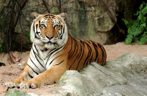 More Than Half the Tigers Rescued from Thailand Tiger Temple Are Dead ...