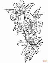 50 Lilies Coloring Pages  ColoringPagesOnlycom sketch template