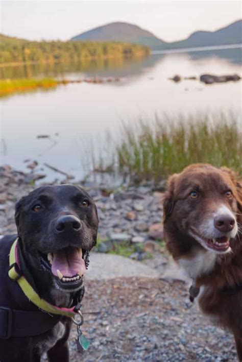 Why Pet Friendly Bar Harbor, Maine Was Our DOGS' Favorite Destination - Follow Your Detour | Dog ...