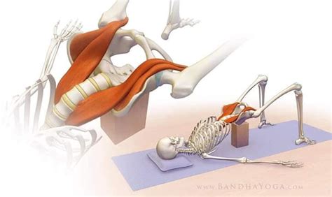 PSOAS "El músculo del alma" - Fisioterapia y Pilates Xirgú