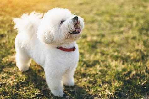 10 Fluffy Dog Breeds: Fuzzy, Long-Coated Canines Worth Cuddling