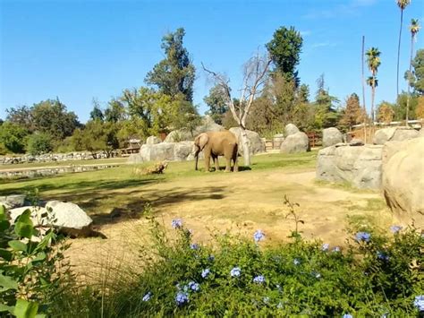 10 Fantastic Reasons to Visit the Fresno Chaffee Zoo