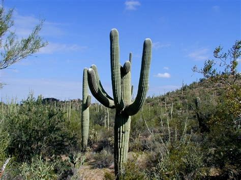 Beautiful Desert Plants With Names