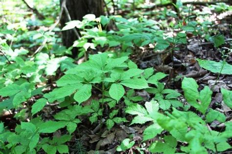 What does a ginseng plant look like? | Ginseng plant, Plants, Medicinal plants