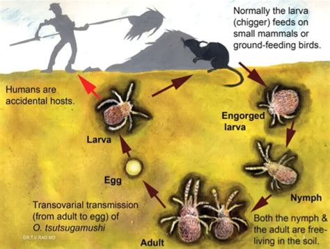 Scrub typhus: Overview, Pathogenesis and Lab Diagnosis • Microbe Online