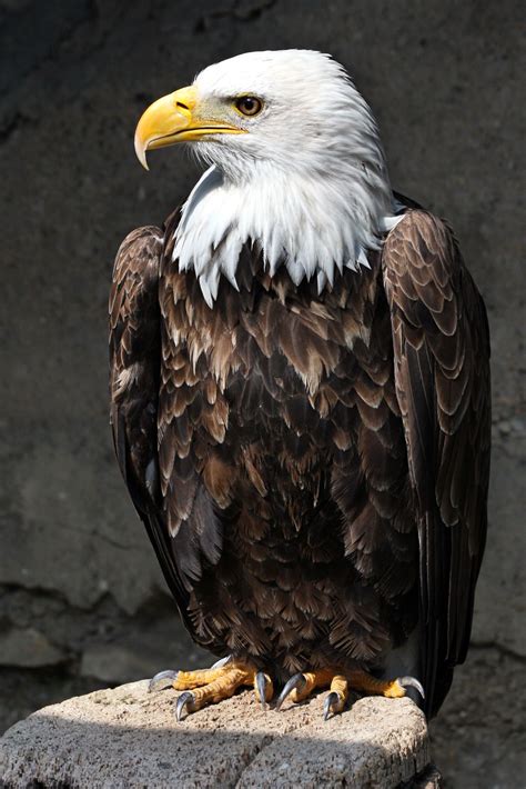 United States National Bird National Bird: Bald Eagle | Bald eagle, Bird, United states