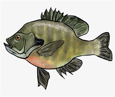 Bluegill Drawing Pen - Smallmouth Bass PNG Image | Transparent PNG Free ...