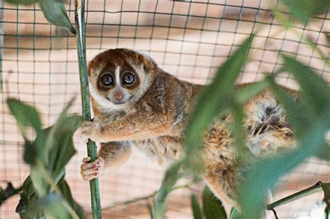 Sunda slow lorises undergo wildlife rehabilitation in W.Kalimantan ...