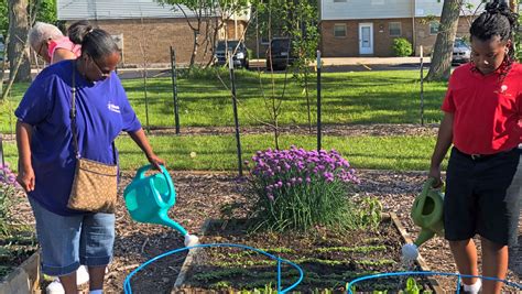 Wisconsin vegetable gardens: 7 tips for beginners