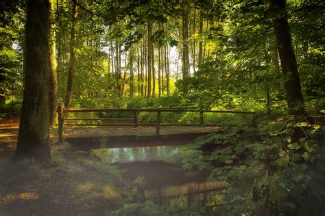 Forest Bridge Free Stock Photo - Public Domain Pictures