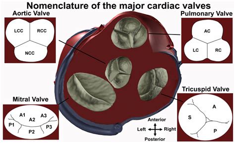 Mitral Valve: Mitral Valve Cusps