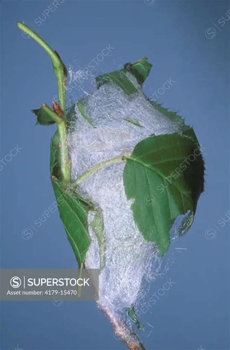 Cecropia Moth Cocoon (Hyalophora cecropia), NJ - SuperStock