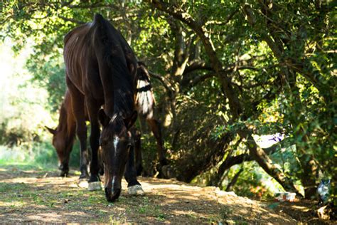 "Horse Eating Grass" Images – Browse 278 Stock Photos, Vectors, and ...