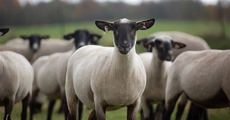 Feeding of Ewes During Breeding, Pregnancy & Lactation