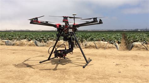 Using drones and predatory bugs, UC Davis researchers treat crop pests - The Aggie