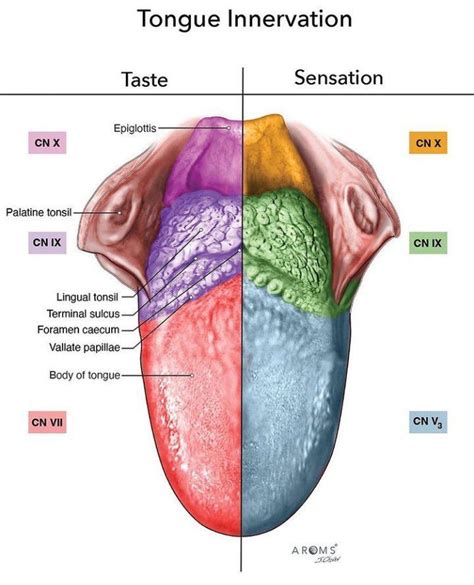 Tongue Innervation - MEDizzy