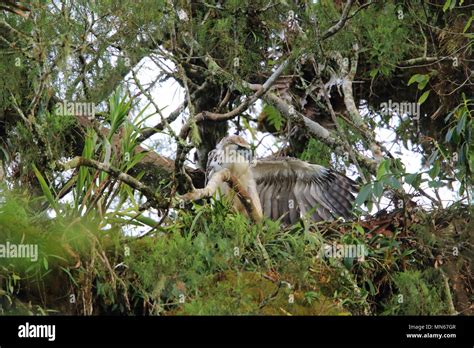 Great Philippine eagle (Pithecophaga jefferyi) nesting in Mindanao, Philippines Stock Photo - Alamy