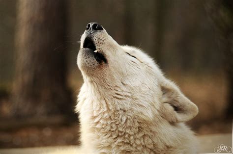 White Wolf : Lonely wolf? Wolves howl when they miss their friends (Video)