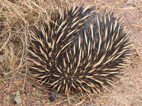 Echidna Facts - Animal Facts Encyclopedia