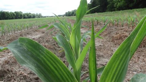 How To Build a Corn Maze (With images) | Corn maze, Maze, Cactus plants