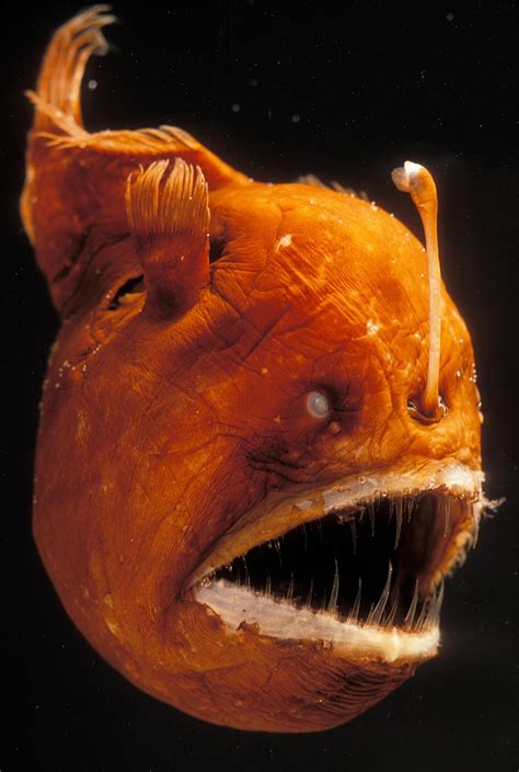 Anglerfish | National Geographic | Deep sea creatures, Deep sea life ...