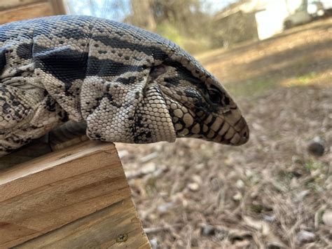 Let breeding season begin! : r/Tegu