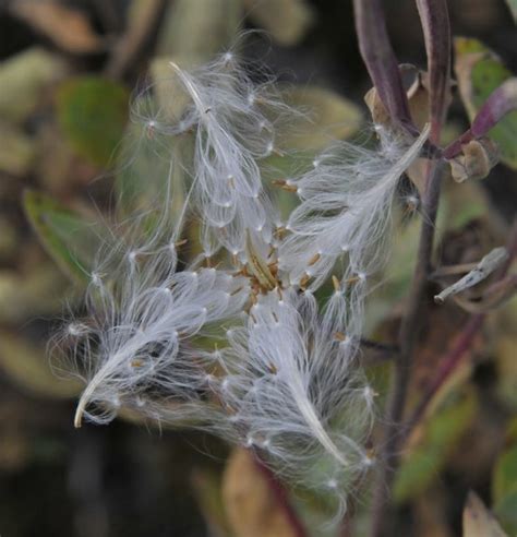 fireweed-seeds | Flowers and Plants | Bob Armstrong's Photos ...