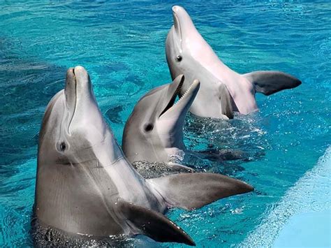 Dolphin Varieties: 12 Different Types of Dolphin Species with Pics & Facts