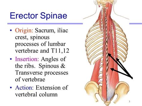 Erector Spinae Muscle Anatomy, Origin, Insertion, Function