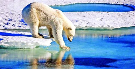 Starving polar bear's video could show species' future | The Asian Age Online, Bangladesh