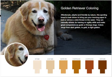 Celebrating Dogs and All Their Colors | Distinctive Shades of Canines | Munsell Color System ...