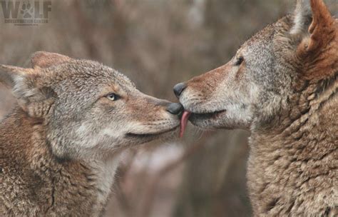 Wolf Conservation Center on Twitter: "You never know who you'll meet under the mistletoe! Tag ...