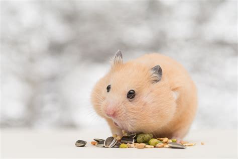 Hamster anatomy: what does it consist of? | Small Pet Select