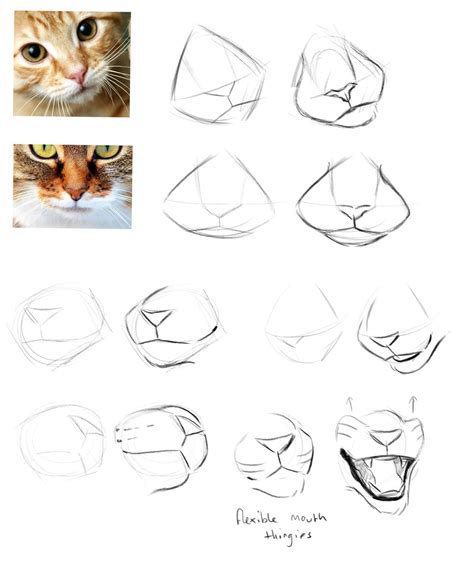 cat drawer snail keeper | Cats art drawing, Cat drawing tutorial, Cat drawing