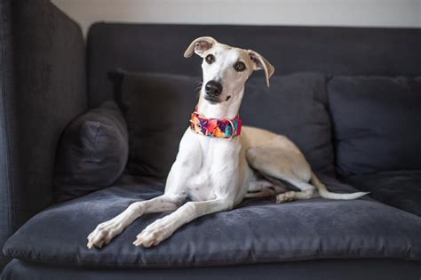 Who Is the Whippet Dog Breed? | LoveToKnow Pets