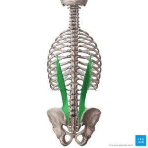 Iliocostalis Lumborum Pain | Everything You Need to Know to Relieve Your Low Back Pain Right Now ...