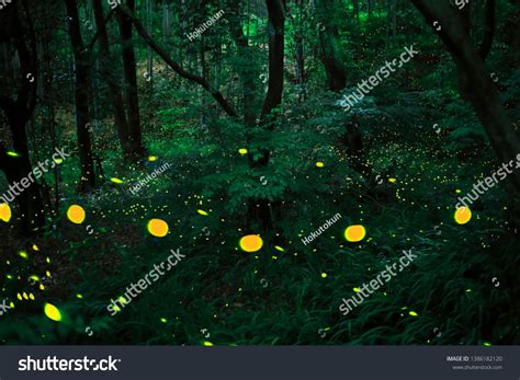 Fireflies Forest Japan Stock Photo 1386182120 | Shutterstock