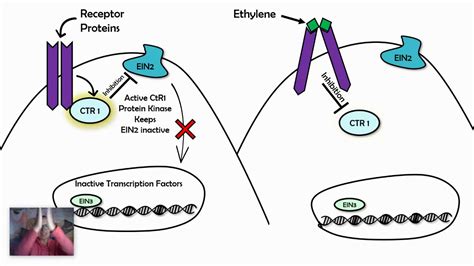 Signal Transduction Pathways Examples (AP biology 4.3) - YouTube