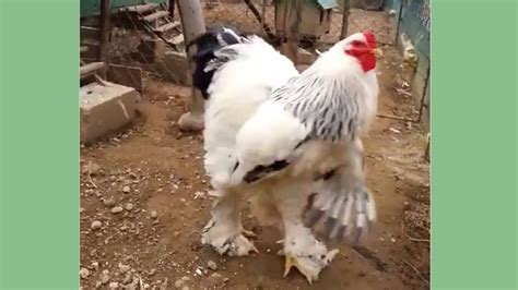 This giant chicken is ruffling feathers all over the internet - TODAY.com