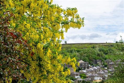 6 Interesting Laburnum Tree Varieties | Horticulture.co.uk