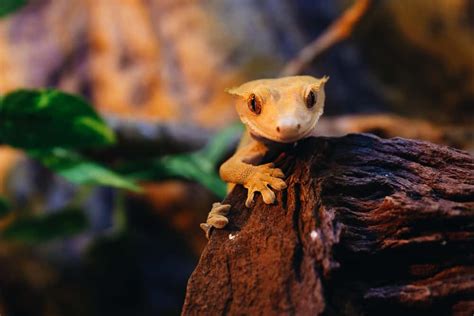 Are Crested Geckos Endangered Animals in the Wild?